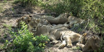 lions safari afrique