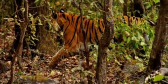 tigre reserve inde madhya pradesh 