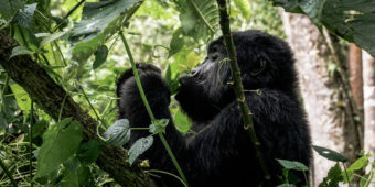 gorille singe rwanda