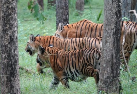 <h2>Le gros matou </h2>

La vedette au Madhya Pradesh, c’est le tigre ! L’Inde abrite 70% de la population mondiale de tigres. La bonne nouvelle c’est que celle-ci est en hausse depuis quelques années. Bandhavgarh, Kanha ou Pench, dans chaque lodge, le groupe dort deux nuits pour avoir le temps de partir en safari à la recherche du mythique tigre du Bengale. Rudyard Kipling s'inspira de cette région pour son roman « Le livre de la jungle » et plus précisément du parc national de Pench où il situe l’action des aventures de Mowgli. Et le tigre alors ? « Pas un, ni deux, ni trois, mais quatre !!! » nous lance le guide toujours pas redescendu de son petit nuage. 